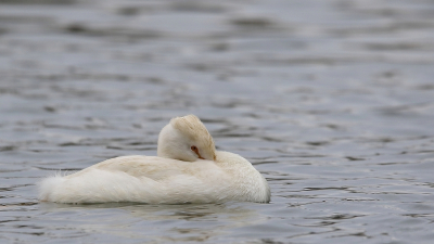 <i class='fa fa-user'></i> Rob Belterman |   Fuut  <i class='fa fa-eye'> 254</i>   <i class='fa fa-comment-o'> 6</i>