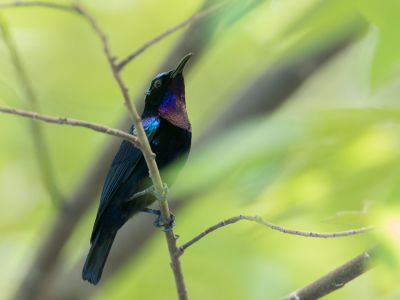 <i class='fa fa-user'></i> Paul van Giersbergen |   Fluweelhoningzuiger  <i class='fa fa-eye'> 179</i>   <i class='fa fa-comment-o'> 4</i>