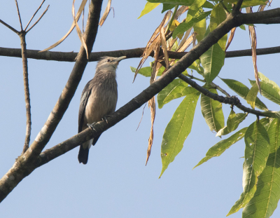 <i class='fa fa-user'></i> Frank van der Wielen |   Maskerspreeuw  <i class='fa fa-eye'> 157</i>   <i class='fa fa-comment-o'> 2</i>