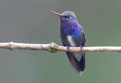 <i class='fa fa-user'></i> charlysax |   Saffieramazilia  <i class='fa fa-eye'> 162</i>  <i class='fa fa-thumbs-up'> 6</i>   <i class='fa fa-comment-o'> 4</i>