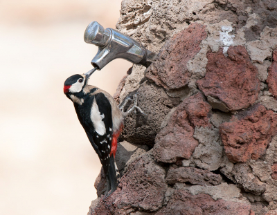 <i class='fa fa-user'></i> Frank van der Wielen |   Grote Bonte Specht  <i class='fa fa-eye'> 302</i>  <i class='fa fa-thumbs-up'> 4</i>   <i class='fa fa-comment-o'> 6</i>