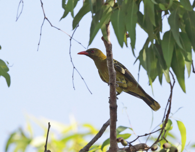 Er zijn vele soorten Wielewaal, hier de Australische gele. Hij zingt wel zoals onze maar is niet zo mooi geel. Wel hebben wij veel van deze mooie vogelsoort kunnen fotograferen in het Kakadu N P.
Hier n van de weinige fotos waar hij goed zichtbaar is.