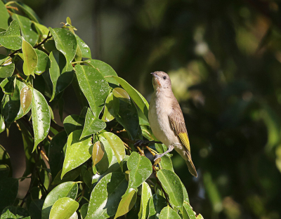 <i class='fa fa-user'></i> Theo Hendriks |   Roodkeelhoningeter  <i class='fa fa-eye'> 136</i>   <i class='fa fa-comment-o'> 1</i>