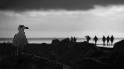 <i class='fa fa-user'></i> corvanspijk |   Zilvermeeuw  <i class='fa fa-eye'> 339</i>  <i class='fa fa-thumbs-up'> 14</i>   <i class='fa fa-comment-o'> 17</i>