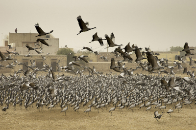 <i class='fa fa-user'></i> birdman |   Jufferkraanvogel  <i class='fa fa-eye'> 387</i>  <i class='fa fa-thumbs-up'> 20</i>   <i class='fa fa-comment-o'> 16</i>