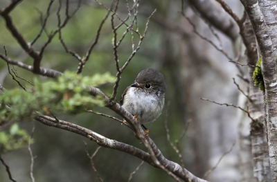 <i class='fa fa-user'></i> Bert Ooms |   Maorivliegenvanger  <i class='fa fa-eye'> 184</i>   <i class='fa fa-comment-o'> 3</i>