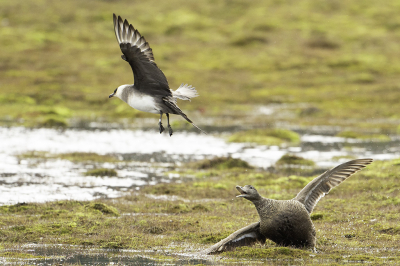 <i class='fa fa-user'></i> Rene Sluimer |   Kleine Jager  <i class='fa fa-eye'> 346</i>  <i class='fa fa-thumbs-up'> 7</i>   <i class='fa fa-comment-o'> 7</i>