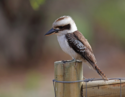 De gene die ooit op vakantie in Australi  zijn geweest hebben waarschijnlijk wel een Kookabura gezien. De belangrijkste soorten zijn, de Laughing - en de Blauwvleugel kookaburra
, vandaag stuur ik beide op naar B P. De vogel is verwant aanonze IJsvogel hij eet echter geen vis maar zijn belangrijkste voedsel is insecten, muizen,slangen e d, maar af en toe verdwijnt er ook wel een klein vogeltje in zijn grote snavel. Dit is de Laughing die voor komt in oost en west Australi.