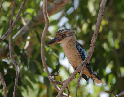 De gene die ooit op vakantie in Australi  zijn geweest hebben waarschijnlijk wel een Kookabura gezien. De belangrijkste soorten zijn, de Laughing - en de Blauwvleugel kookaburra
, vandaag stuur ik beide op naar B P. De vogel is verwant aanonze IJsvogel hij eet echter geen vis maar zijn belangrijkste voedsel is insecten, muizen,slangen e d, maar af en toe verdwijnt er ook wel een klein vogeltje in zijn grote snavel. Dit is de Blauwvleugelkookaburra die voor komt in Noord Australi.