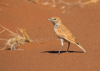 De enige echte endeem van Namibi! Deze leeuwerik leeft in de 'rode woestijnduinen' tussen Sossusvlei en Walvisbaai. 

Als je in de Sossusvlei bent dan moet je bij zonsopkomst helemaal achterin het gebied beginnen en de zon op zien komen bij de hoogste duinen aldaar. Hier bevinden zich ook beroemde versteende acacia's. Later op de dag reden we rustig terug en het zou rond 12:00u zijn geweest dat ik aangekomen was op de locatie waar deze leeuwerik zit. Het duurde echter bijna 2 uur zoeken op het heetst van de dag (met het hardste licht) voordat ik deze vogel in beeld had.