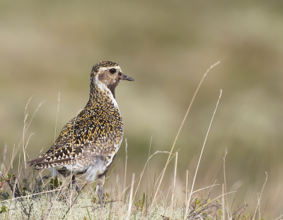 <i class='fa fa-user'></i> Alfred Berkhof |   Goudplevier  <i class='fa fa-eye'> 299</i>  <i class='fa fa-thumbs-up'> 8</i>   <i class='fa fa-comment-o'> 9</i>