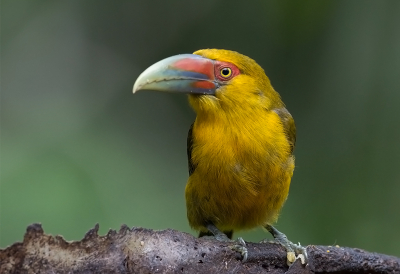 <i class='fa fa-user'></i> charlysax |   Goudtoekan  <i class='fa fa-eye'> 188</i>  <i class='fa fa-thumbs-up'> 3</i>   <i class='fa fa-comment-o'> 4</i>