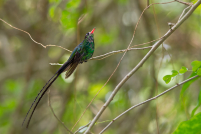 <i class='fa fa-user'></i> gras4711 |   Wimpelstaartkolibrie  <i class='fa fa-eye'> 250</i>  <i class='fa fa-thumbs-up'> 2</i>   <i class='fa fa-comment-o'> 7</i>