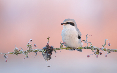 Vanochtend met -7 in mn tentje bij Klappie gaan zitten. De wereld was mooi wit door de rijp en bij aankomst, half uurtje voor zonsopkomst, zag ik haar al in het topje van haar slaapbosje zitten. Snel in mn tentje gaan zitten en dan is het wachten. Na een tijdje kwam ze in de hoge tak bij mn setting zitten, om vervolgens naar beneden te duiken en in de vrieskou lekker een muisje op te peuzelen. De zon kwam inmiddels net boven de bomen uit en bescheen in eerste instantie alleen nog maar de achtergrond, dat zorgde voor een mooi sfeertje, waarin de kou mooi in contrast staat met de warme gloed van de zon! Het was even kou lijden, maar dan heb je ook wat.

Groeten, Thijs