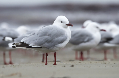 <i class='fa fa-user'></i> Bert Ooms |   Witkopmeeuw  <i class='fa fa-eye'> 225</i>  <i class='fa fa-thumbs-up'> 2</i>   <i class='fa fa-comment-o'> 8</i>