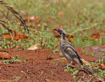 <i class='fa fa-user'></i> Theo Hendriks |   Witkruinlederkop  <i class='fa fa-eye'> 181</i>   <i class='fa fa-comment-o'> 1</i>