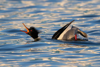 <i class='fa fa-user'></i> Peter Soer |   Middelste Zaagbek  <i class='fa fa-eye'> 446</i>  <i class='fa fa-thumbs-up'> 7</i>   <i class='fa fa-comment-o'> 5</i>