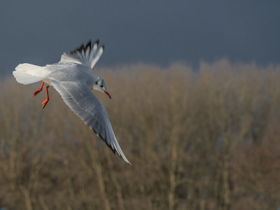 <i class='fa fa-user'></i> Truus Aletta Maan |   Kokmeeuw  <i class='fa fa-eye'> 297</i>  <i class='fa fa-thumbs-up'> 12</i>   <i class='fa fa-comment-o'> 16</i>