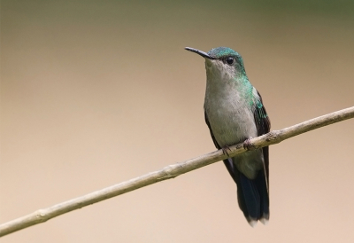 <i class='fa fa-user'></i> charlysax |   Violetkapbosnimf  <i class='fa fa-eye'> 174</i>  <i class='fa fa-thumbs-up'> 5</i>   <i class='fa fa-comment-o'> 2</i>