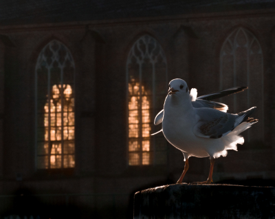 <i class='fa fa-user'></i> Truus Aletta Maan |   Kokmeeuw  <i class='fa fa-eye'> 343</i>  <i class='fa fa-thumbs-up'> 20</i>   <i class='fa fa-comment-o'> 20</i>