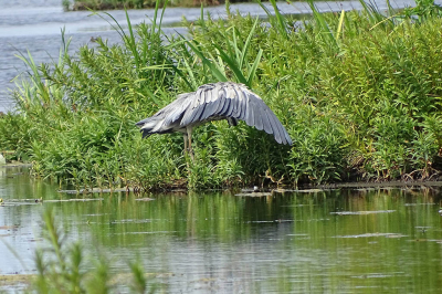 In De Onlanden bij Groningen fotografeerde ik op vrij grote afstand deze blauwe reiger in een bijzondere houding. Is bekend of hij op deze manier prooien in zijn schaduw lokt of vermindert hij voor een beter zicht de spiegeling?