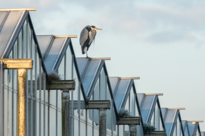 <i class='fa fa-user'></i> Wil Doorn-Meijne |   Blauwe Reiger  <i class='fa fa-eye'> 389</i>  <i class='fa fa-thumbs-up'> 20</i>   <i class='fa fa-comment-o'> 17</i>