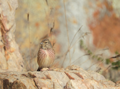 <i class='fa fa-user'></i> sieb |   Kneu  <i class='fa fa-eye'> 295</i>  <i class='fa fa-thumbs-up'> 7</i>   <i class='fa fa-comment-o'> 9</i>