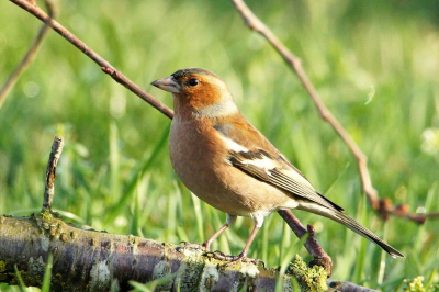 Dank zij het mooie heldere vriesend .weer veel vogels voerplek gemaakt met Strooivoer en tak bij de plek geplaats.
Gister tamron 150/600 gekocht en ben nu in staat kleine vogel zoals deze vink.
Graag commantaar en advies moet nog hoop leren.