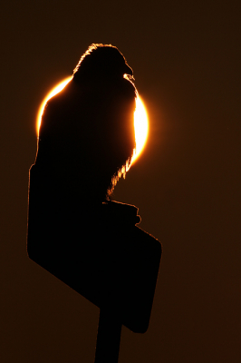 <i class='fa fa-user'></i> Marcel Langelaan |   Buizerd  <i class='fa fa-eye'> 339</i>  <i class='fa fa-thumbs-up'> 8</i>   <i class='fa fa-comment-o'> 6</i>