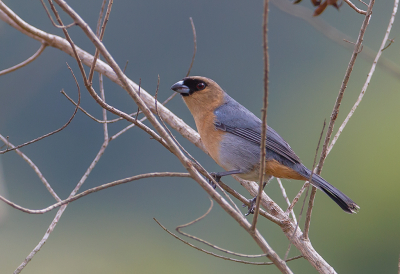 <i class='fa fa-user'></i> charlysax |   Kaneeltangare  <i class='fa fa-eye'> 199</i>  <i class='fa fa-thumbs-up'> 1</i>   <i class='fa fa-comment-o'> 5</i>