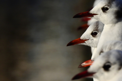 <i class='fa fa-user'></i> sieb |   Kokmeeuw  <i class='fa fa-eye'> 473</i>  <i class='fa fa-thumbs-up'> 22</i>   <i class='fa fa-comment-o'> 19</i>