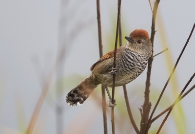 <i class='fa fa-user'></i> charlysax |   Roodkapmierklauwier  <i class='fa fa-eye'> 224</i>  <i class='fa fa-thumbs-up'> 15</i>   <i class='fa fa-comment-o'> 8</i>