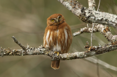 <i class='fa fa-user'></i> Martjan Lammertink |   Braziliaanse Dwerguil  <i class='fa fa-eye'> 318</i>  <i class='fa fa-thumbs-up'> 17</i>   <i class='fa fa-comment-o'> 10</i>