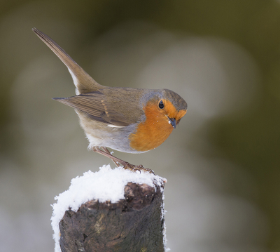 <i class='fa fa-user'></i> Robert Westerhof |   Roodborst  <i class='fa fa-eye'> 293</i>  <i class='fa fa-thumbs-up'> 2</i>   <i class='fa fa-comment-o'> 7</i>