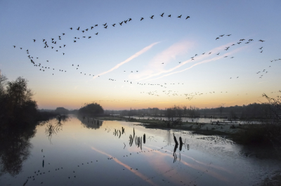 <i class='fa fa-user'></i> Bert Ooms |   Toendrarietgans  <i class='fa fa-eye'> 474</i>  <i class='fa fa-thumbs-up'> 25</i>   <i class='fa fa-comment-o'> 17</i>