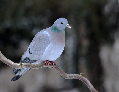 <i class='fa fa-user'></i> henkdikkers |   Holenduif  <i class='fa fa-eye'> 361</i>  <i class='fa fa-thumbs-up'> 14</i>   <i class='fa fa-comment-o'> 16</i>