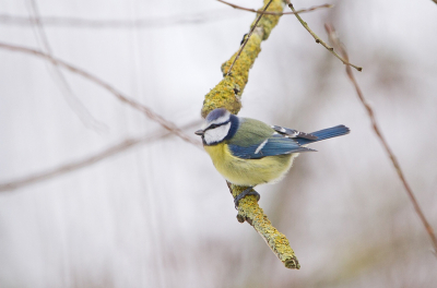 Vandaag met de camera op stap geweest voor Baardmannetjes en Rietgorzen. Prachtige soorten, en ook mooie foto's gemaakt. Maar met de foto van deze Pimpelmees die ik onderweg tegenkwam, ben ik eigenlijk nog blijer. 
Het buitenlicht liet helaas nog geen snelle sluitertijd toe. Maar voor 1/160 sec en ISO-800 ben ik zeker niet ontevreden.