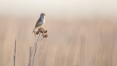 In mei waren we in Point Pelee NP, Ontario, Canada. Dit parkje ligt aan het Eriemeer. Het park vormt een landtong in het meer en ligt op een migratieroute. De vogels steken via deze landtong het meer ove. We waren net te laat voor de migrerende vogels, maar in het park ligt een vlonderpad waar je heel goed rietvogels kan fotograferen.