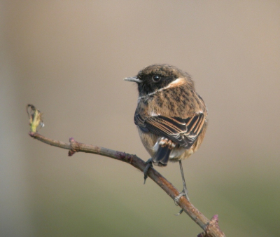 Vandaag met Jorrit de roodborsttapuit wezen digiscopen, en met deze foto als resultaat!
Meer foto's van deze dag op [url]www.vogelen.tk[/url] en dan het forum.