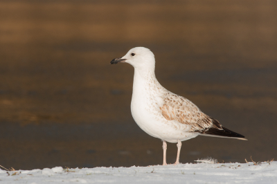 <i class='fa fa-user'></i> leo snellink |   Pontische Meeuw  <i class='fa fa-eye'> 293</i>  <i class='fa fa-thumbs-up'> 1</i>   <i class='fa fa-comment-o'> 10</i>