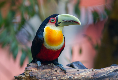 <i class='fa fa-user'></i> charlysax |   Roodborsttoekan  <i class='fa fa-eye'> 243</i>  <i class='fa fa-thumbs-up'> 12</i>   <i class='fa fa-comment-o'> 9</i>