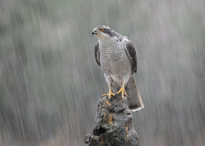 <i class='fa fa-user'></i> thijsglastra |   Havik  <i class='fa fa-eye'> 838</i>  <i class='fa fa-thumbs-up'> 40</i>   <i class='fa fa-comment-o'> 24</i>