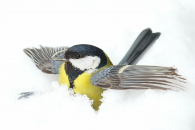 <i class='fa fa-user'></i> hjstukker |   Koolmees  <i class='fa fa-eye'> 374</i>  <i class='fa fa-thumbs-up'> 22</i>   <i class='fa fa-comment-o'> 11</i>