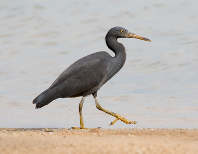 <i class='fa fa-user'></i> Frank van der Wielen |   Oostelijke Rifreiger  <i class='fa fa-eye'> 216</i>  <i class='fa fa-thumbs-up'> 2</i>   <i class='fa fa-comment-o'> 3</i>