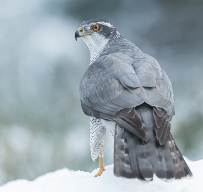 <i class='fa fa-user'></i> Kevin Sundermann |   Havik  <i class='fa fa-eye'> 540</i>  <i class='fa fa-thumbs-up'> 21</i>   <i class='fa fa-comment-o'> 9</i>