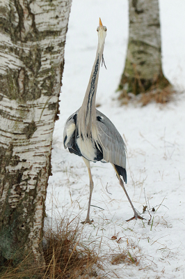 <i class='fa fa-user'></i> Alex Roetemeijer |   Blauwe Reiger  <i class='fa fa-eye'> 247</i>  <i class='fa fa-thumbs-up'> 6</i>   <i class='fa fa-comment-o'> 7</i>