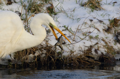 <i class='fa fa-user'></i> Rob Belterman |   Grote Zilverreiger  <i class='fa fa-eye'> 346</i>  <i class='fa fa-thumbs-up'> 11</i>   <i class='fa fa-comment-o'> 8</i>