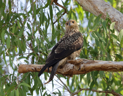 De Wigstraartwouw komt voor in heel Australi waar hij in de koude periode naar het noorden trekt. Wij hebben in het noorden heel veel van deze vogels gezien vooral in het Kakadu N P zijn er grote concentraties. Ze vliegen over het water, bos en moeras en  jagen op bij alles dat leeft ook berooft hij de prooien van andere grote watervogels. Op deze foto bij de East Alligator River zat hij rustig naar ons te kijken