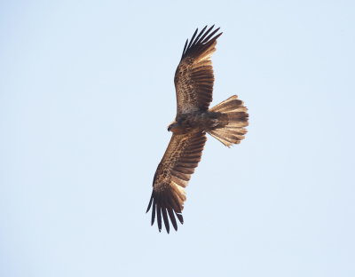 De Wigstraartwouw komt voor in heel Australi waar hij in de koude periode naar het noorden trekt. Wij hebben in het noorden heel veel van deze vogels gezien vooral in het Kakadu N P zijn er grote concentraties. Ze vliegen over het water, bos en moeras en  jagen op bij alles dat leeft ook berooft hij de prooien van andere grote watervogels. Op deze foto vliegt hij over de Yellow waters.