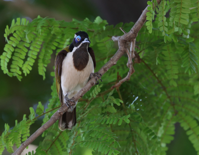 Deze Blauwwanghoningeter (ondersoort albipennis) komt uitsluitend voor in Noord Australi. , De omgeving is erg droog, zeker aan het eind van de droge seizoen,. De rivier is dan een ideale plaats om veel vogels te zien en te fotograferen